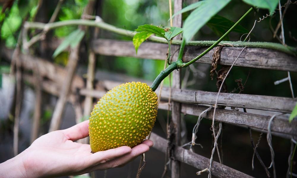 la jackfruit